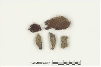 藏品(拳葉蘚)的圖片